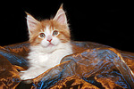 katzenfotos maine_coon