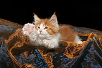 katzenfotos maine_coon