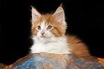katzenfotos maine_coon