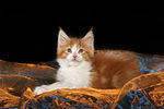 katzenfotos maine_coon