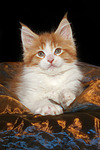 katzenfotos maine_coon