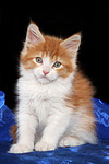 katzenfotos maine_coon