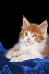 katzenfotos maine_coon