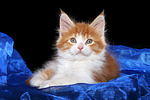 katzenfotos maine_coon