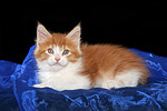 katzenfotos maine_coon
