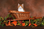 katzenfotos maine_coon