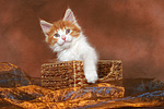 katzenfotos maine_coon
