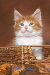katzenfotos maine_coon