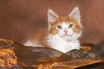 katzenfotos maine_coon