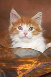 katzenfotos maine_coon