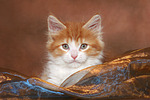 katzenfotos maine_coon
