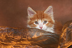 katzenfotos maine_coon