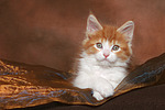 katzenfotos maine_coon