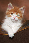 katzenfotos maine_coon