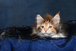 katzenfotos maine_coon