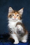 katzenfotos maine_coon