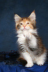 katzenfotos maine_coon