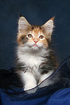 katzenfotos maine_coon