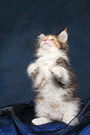 katzenfotos maine_coon