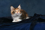katzenfotos maine_coon