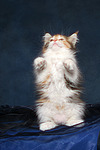 katzenfotos maine_coon