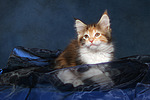 katzenfotos maine_coon