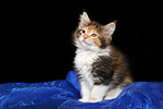 katzenfotos maine_coon