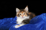 katzenfotos maine_coon
