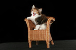 katzenfotos maine_coon