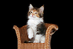 katzenfotos maine_coon