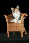katzenfotos maine_coon