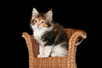 katzenfotos maine_coon