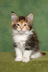 katzenfotos maine_coon