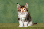 katzenfotos maine_coon