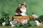katzenfotos maine_coon