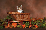 katzenfotos maine_coon