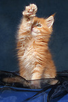 katzenfotos maine_coon