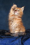 katzenfotos maine_coon