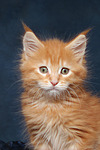 katzenfotos maine_coon