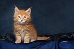 katzenfotos maine_coon