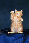 katzenfotos maine_coon