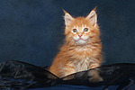 katzenfotos maine_coon
