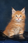 katzenfotos maine_coon