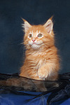 katzenfotos maine_coon