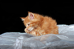 katzenfotos maine_coon