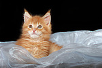 katzenfotos maine_coon