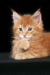 katzenfotos maine_coon
