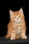 katzenfotos maine_coon