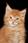 katzenfotos maine_coon