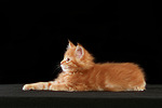 katzenfotos maine_coon
